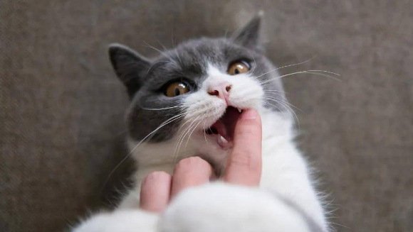 小猫为什么咬猫咪呢