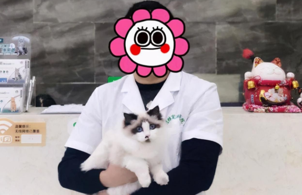 名贵布偶猫当“招财猫”,静静地等待客人的到来:我很招财哦 名贵布偶猫当“招财猫”,静静地等待客人的到来:我很招财哦