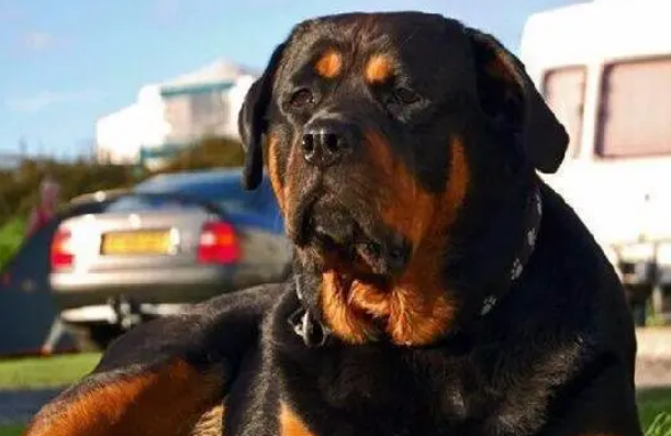 家中想养这条护卫犬：德牧和罗威纳，哪个好