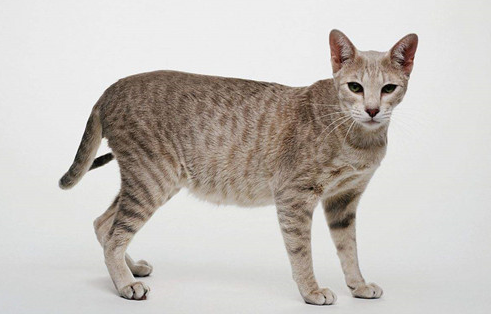 埃及猫网站链接在哪 埃及猫网站链接在哪