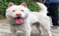 下司犬怎么样选才是好狗