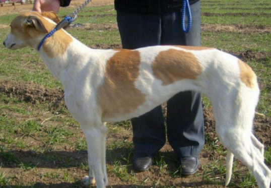 格力犬感冒咳嗽,到底应该怎么办? 格力犬感冒咳嗽,到底应该怎么办?