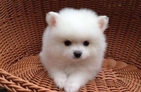 博美幼犬能每天吃钙片么?博美幼犬怎么补钙? 博美幼犬能每天吃钙片么?博美幼犬怎么补钙?