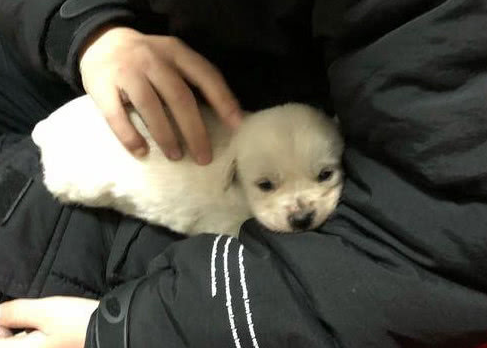 为什么小狗老往怀里钻 为什么小狗老往怀里钻