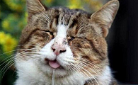 猫咪一直张嘴流口水是为什么