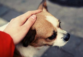 为什么一看见狗狗就想摸摸