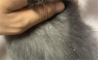 猫咪的身上为什么会有白色皮屑呢