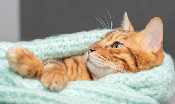 猫咪睡觉时肚子起伏频率变快是生病吗为什么