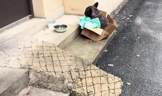 再次流浪，曾价值过万的斗牛犬直发抖，一个多月后它再次迎来希望