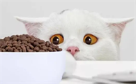 养的猫怎么接受狗粮