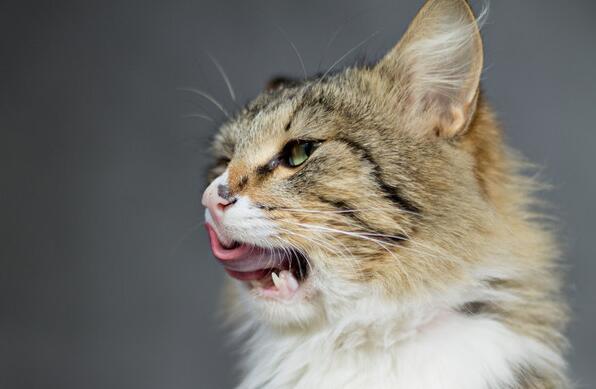 猫咪摇头舔嘴唇是为什么呢 猫咪摇头舔嘴唇是为什么呢