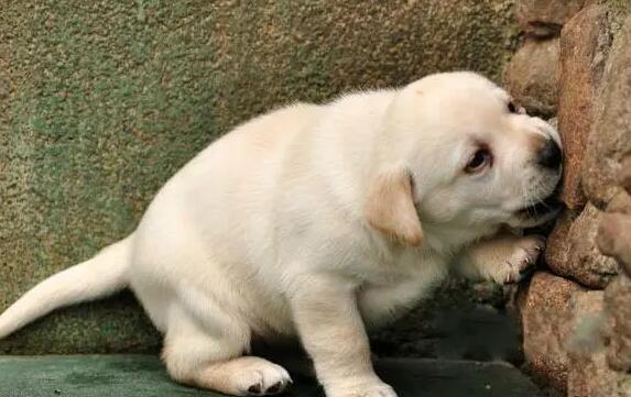 如何让拉布拉多幼犬定点大小便呢 如何让拉布拉多幼犬定点大小便呢