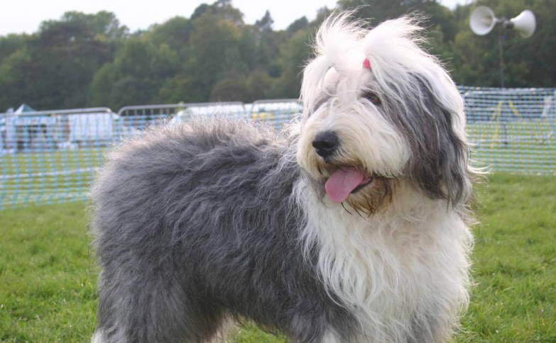 古牧犬的性格好不好呢 古牧犬的性格好不好呢