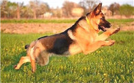 怎能让成人德牧犬保持聪慧的良好习惯?