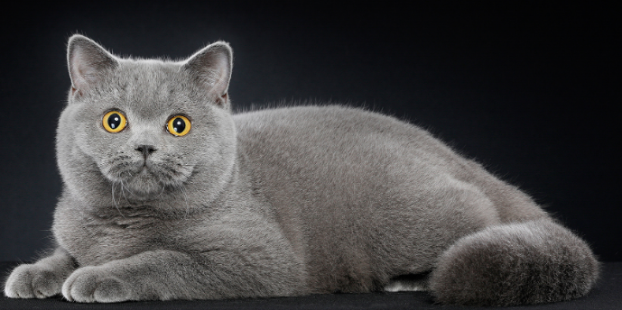 英国短毛猫的日常训练方式与方法是什么？
