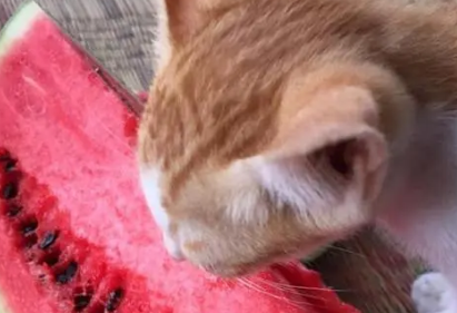 猫可以吃西瓜吗为什么