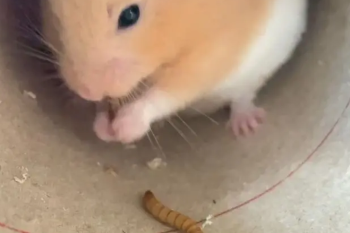 仓鼠可以吃很多面包虫吗