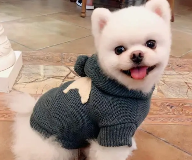 狗狗把自己当成人的表现