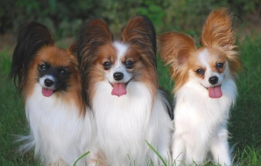 边牧跟苏牧全是牧羊犬，为何喜欢边牧的人多？