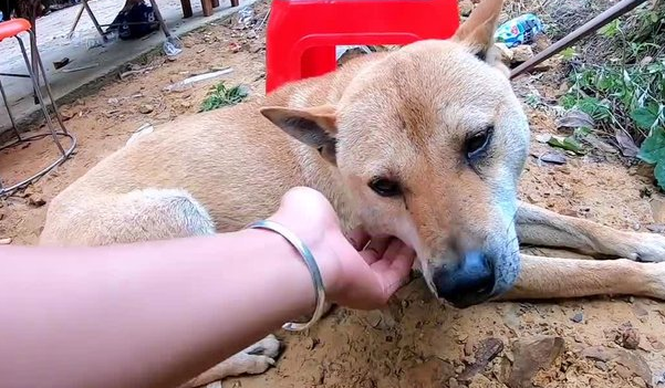 狗为什么怎么打都不怕