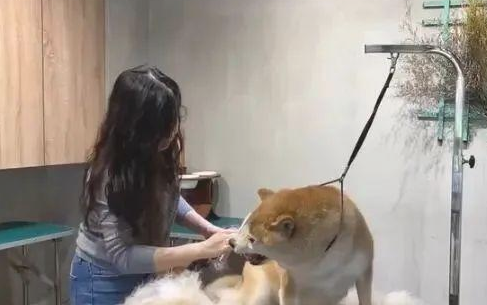 柴犬梳毛超受欢迎，不断回头亮牙！