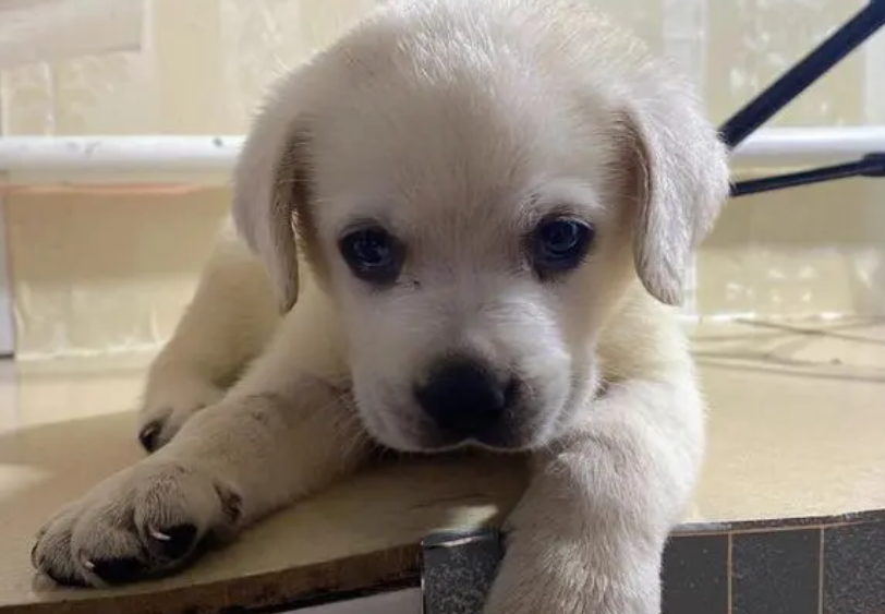 如何选择拉布拉多幼犬 如何选择拉布拉多幼犬