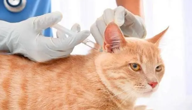 猫咪感染狂犬病后几天会死亡