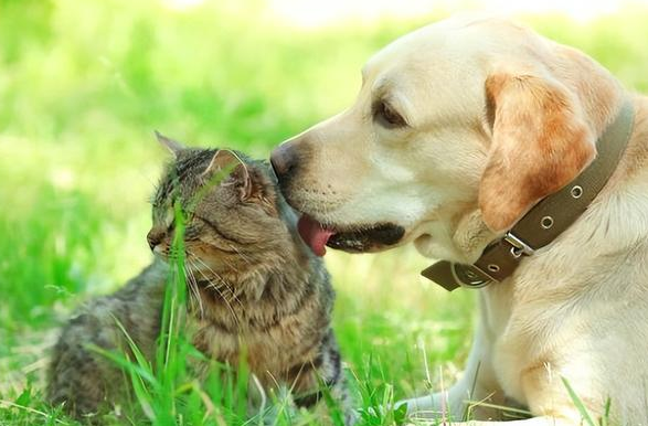 猫咪为什么干不过狗狗 猫咪为什么干不过狗狗