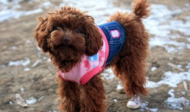 喂养泰迪犬的5大错误观念，轻则“坑”狗，重则“致命性”！
