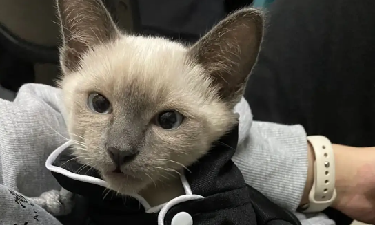 猫猫腿骨折了怎么办？骨科绷带对于猫咪骨折的应用！