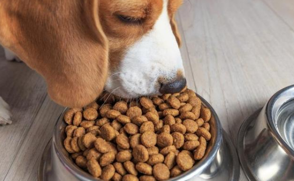 如何选杂交犬狗粮品牌好