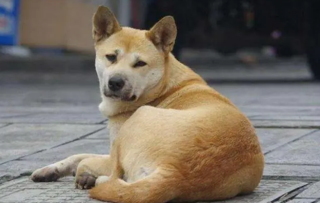 中华田园犬哪种最好