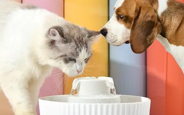 猫狗可以用一个碗喝水吗