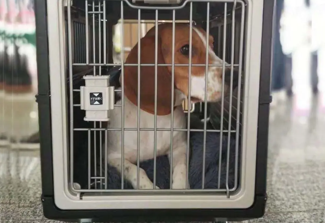 客车站可以托运宠物吗