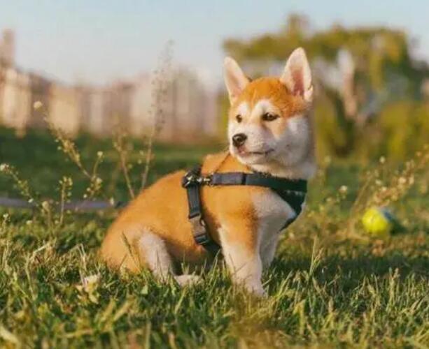 柴犬如何训练,怎样高效率的训练柴犬? 柴犬如何训练,怎样高效率的训练柴犬?