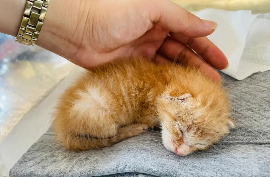 橘猫叫什么名字好听呢 橘猫叫什么名字好听呢