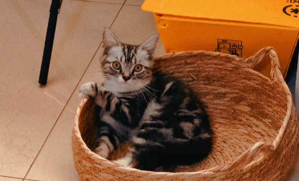 避免猫咪的应激反应及应对措施! 避免猫咪的应激反应及应对措施!