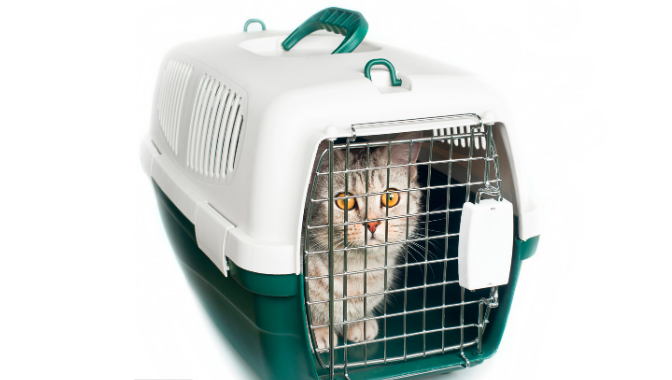 寄宠物猫怎么收费 寄宠物猫怎么收费