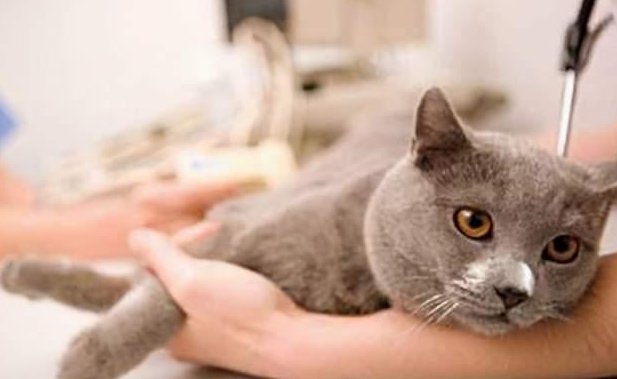家里猫咪生病死了多久才能养新猫呢