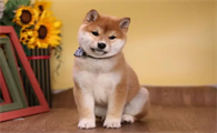 柴犬好不好？柴犬的优缺点分析