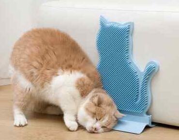 如何防止猫咪抓墙?改掉猫咪用爪子挠墙的坏习惯 如何防止猫咪抓墙?改掉猫咪用爪子挠墙的坏习惯