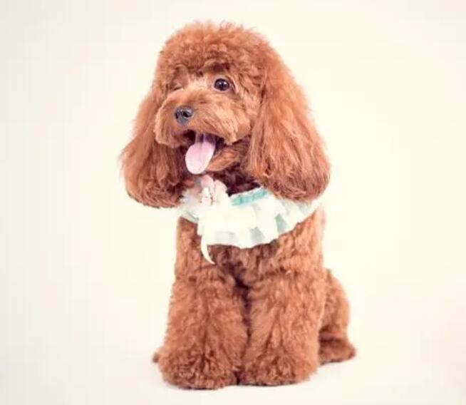 小泰迪一般多大能够匹配?泰迪犬多大可交配 小泰迪一般多大能够匹配?泰迪犬多大可交配