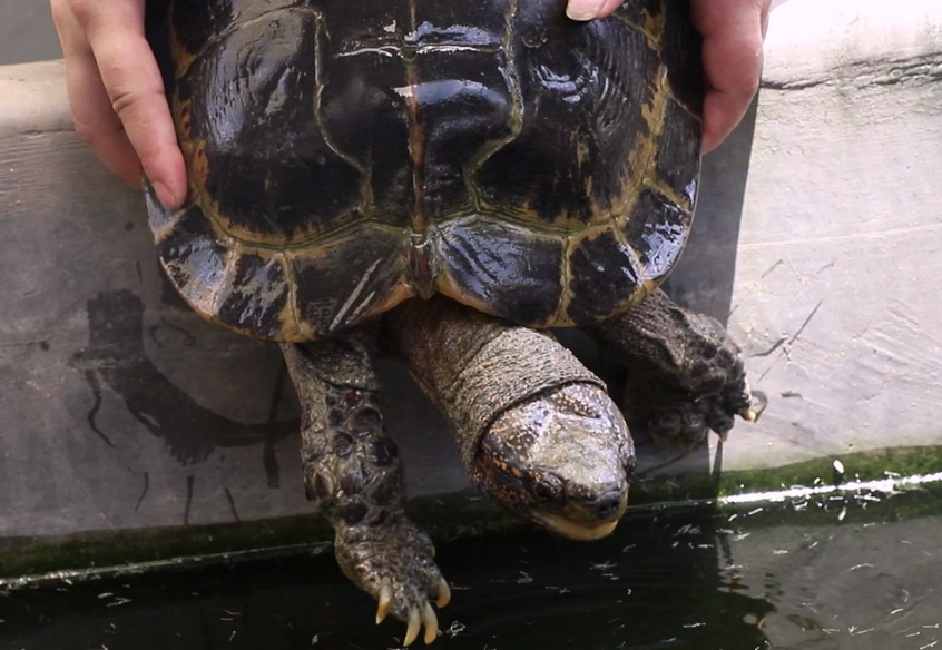 养亚洲巨龟一只算犯法吗