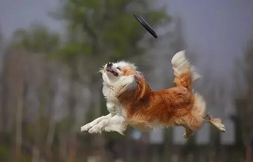 一文详解：驯服宠物犬学习简易技能