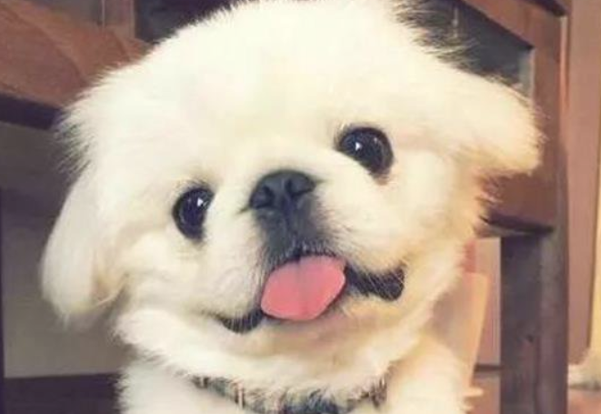 狗鼻子上皮肤溃烂该怎么办？