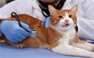 猫咪中毒后该怎么办呢