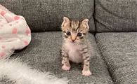 猫咪便血的原因及应对措施,铲屎官必看!