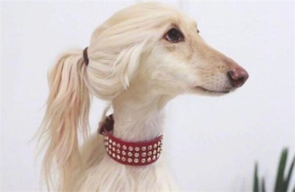 有“女神狗”头衔的阿富汗猎犬，你掌握是多少？