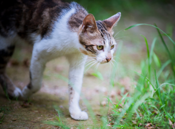 离家出走的猫会后悔吗