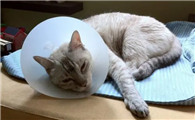 猫咪感染杯状病毒怎么治疗?